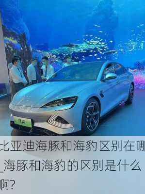 比亚迪海豚和海豹区别在哪_海豚和海豹的区别是什么啊?